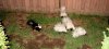 113007_skunk.jpg