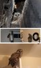 猫头yin.jpg
