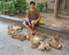 750px-75DucksByGeorges_copy.jpg
