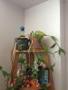 image-1733314252.jpg