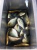 2013Crappies.jpg