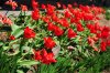 DSC_0129.JPG