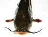 BullHead2.jpg