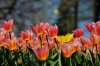 DSC_0088.JPG