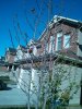 IMG_20130506_081926_yulan.jpg