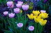 DSC_0163.JPG
