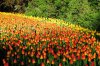 DSC_0186.JPG
