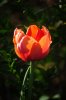 DSC_0207.JPG