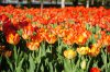 DSC_0223.JPG