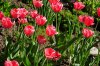 DSC_0251.JPG