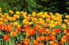 DSC_0311.JPG