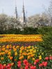 ottawa_tulips_majors_hill_park_basilica.jpg