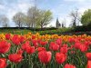 ottawa_tulips_majors_hill_park_peace_tower.jpg