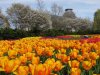 ottawa_tulips_majors_hill_park_us_embassy.jpg