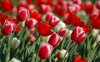 red_tulips_in_spring-1280x800.jpg