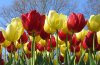 tulips-from-the-netherlands.jpg