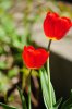DSC_0252.JPG