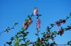 DSC_0325.JPG