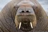 Walrus Face.jpg