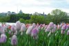 DSC_0272.JPG