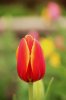 tulip1.jpg
