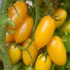 Yellow cherry tomatoes.jpg Yellow cherry tomatoes.jpg