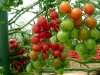 Red cherry tomatoes.jpg Red cherry tomatoes.jpg