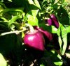 Purple peppers.jpg Purple peppers.jpg