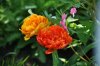 DSC_0322.JPG