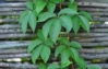 Climbing Plant.jpg