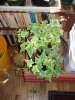 DSC00074.JPG