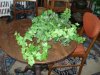 DSC00076.JPG