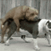 damdog.gif