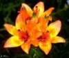 120px-Lilium_bulbiferum_mg-k.jpg