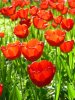 450px-RedTulip.jpg