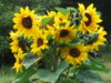 Bunch_of_sunflowers_by_NormaLeeInsane.jpg