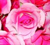 pink roses.jpg