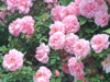 John-Davis-Climbing-Explorer-Rose.gif