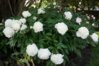 20140614 003.JPG