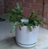 plant.jpg