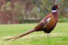 山鸡Pheasant.jpg