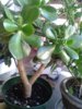 热带植物.jpg