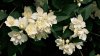 Philadelphus-山梅花.jpg