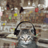 1.gif