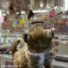 6.gif