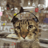 8.gif