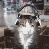 1187793554_385281.gif