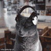 1187793565_945935.gif