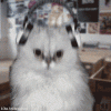 1187793660_298517.gif