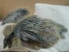 2008 July 14 007.jpg